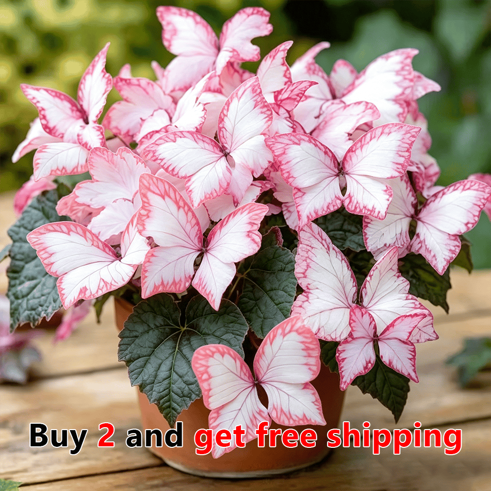 ๐ธ Moonlight Butterfly Flower Seeds (100 capsules)