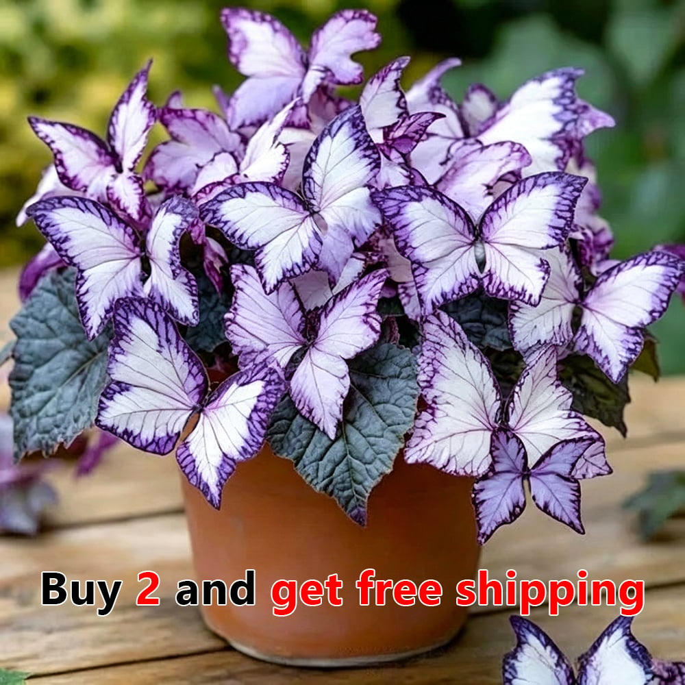 🌸 Moonlight Butterfly Flower Seeds (100 capsules)