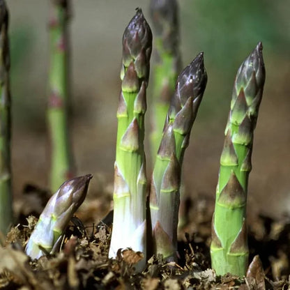 🔥Hot Save🔥-Four Seasons Asparagus Mary Washington Seeds